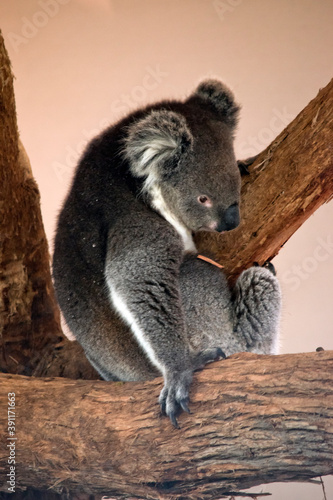 Fototapeta Naklejka Na Ścianę i Meble -  the koala is moving from one branch to another