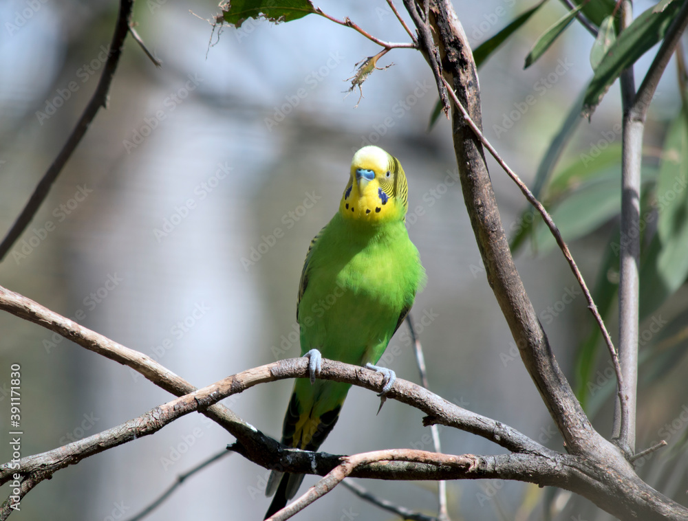 the budgergar or parakeet  is perch on a branch of a bush