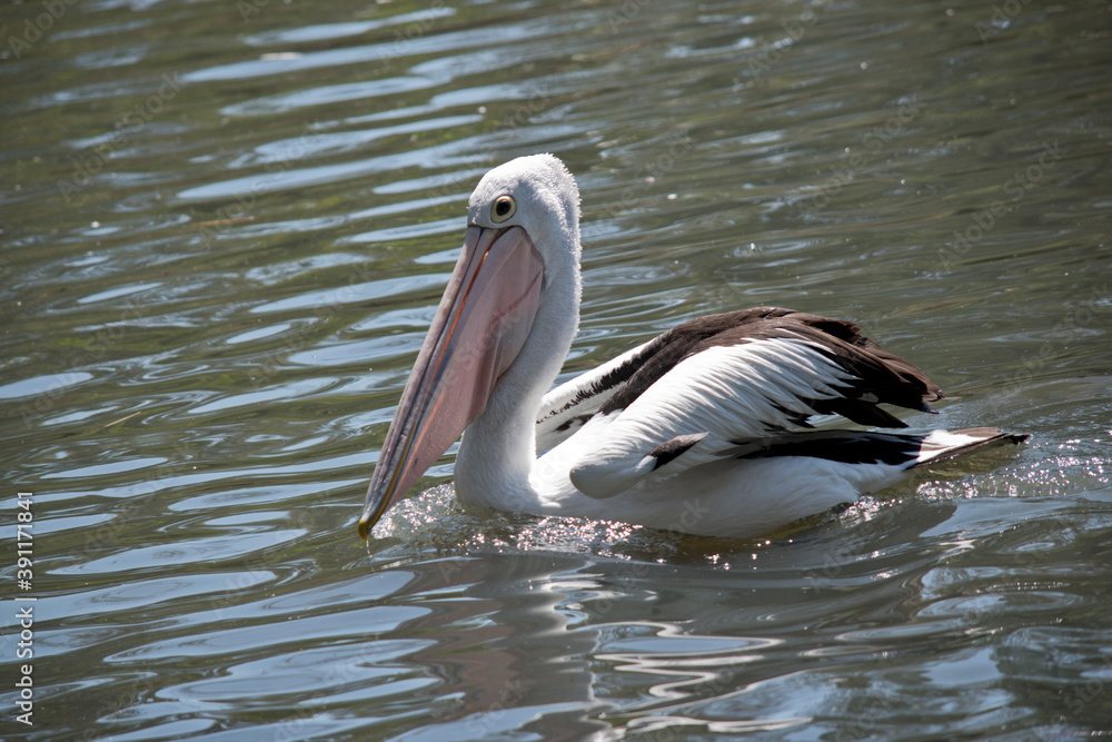 the pelican is swimming in the lake the pelican is swimming in the lake