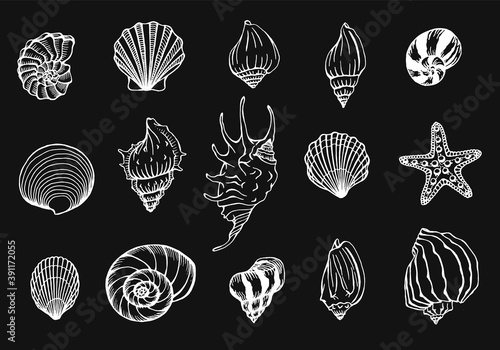 Seashells and starfishes vector set. Marine background. Hand drawn illustrations. Perfect for greetings, invitations, manufacture wrapping paper, textile, web design.