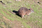 the tammar wallaby is a small marsupial
