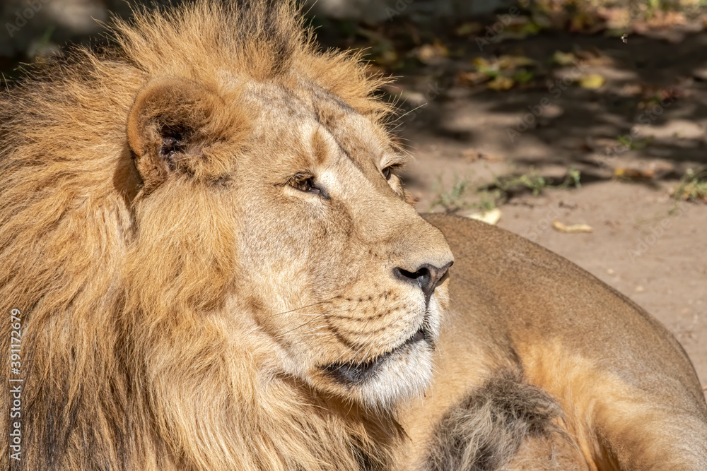 Asiatic Lion (Panthera leo persica) Asiatic Lion (Panthera leo persica)