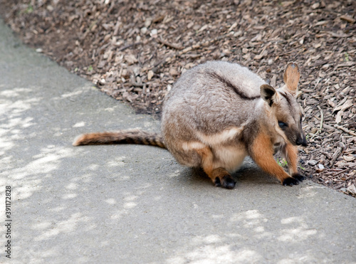 the yellow footed rock wallaby is sitting on the ground