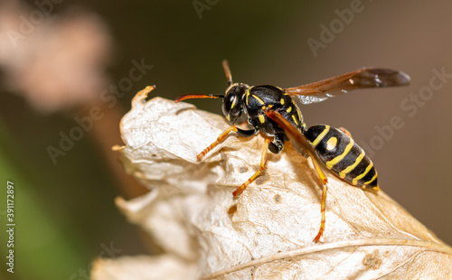 Close-up of a wasp on a yellow leaf © schankz