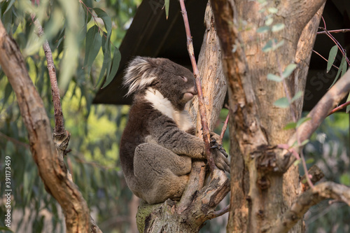 Photography 木の上で眠るコアラ