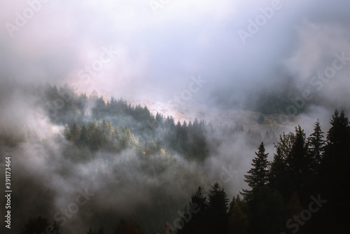 fog in the forest