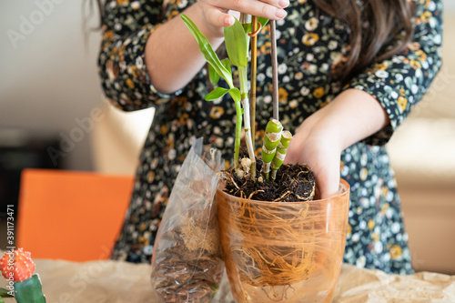 Canvastavla A girl transplants an orchid dendrobium nobile into a new pot