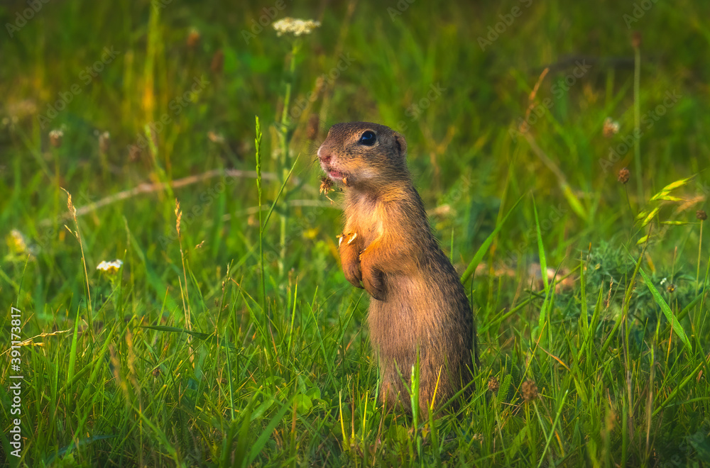 prairie dog eating prairie dog eating