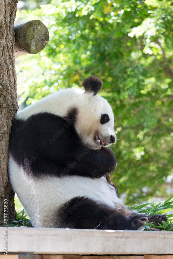 Obraz premium 竹をかじるジャイアントパンダ