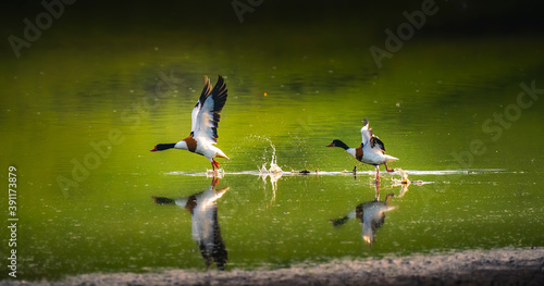 flock of birds © IoanBalasanu