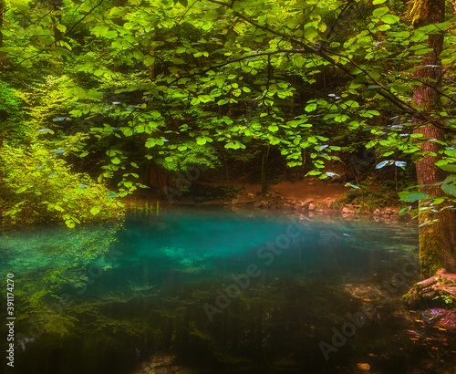 river in the forest