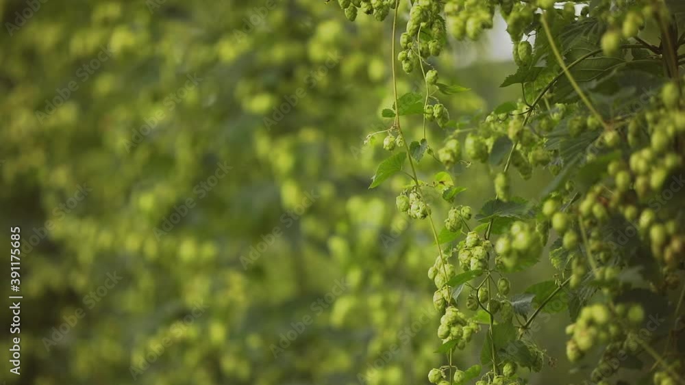 Beautiful Slow Motion of Ready to Harvest Hops Beautiful Slow Motion of Ready to Harvest Hops