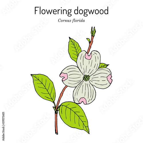 Flowering dogwood Cornus florida , state flower of North Carolina