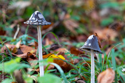 Pilz mit lustigen Hut photo