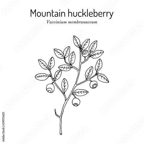 Mountain huckleberry Vaccinium membranaceum , edible and medicinal plant