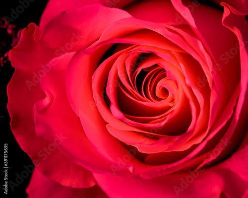 Wallpaper Mural Botanical concept, invitation card - Soft focus, abstract floral background, red rose flower. Macro flowers backdrop for holiday brand design Torontodigital.ca