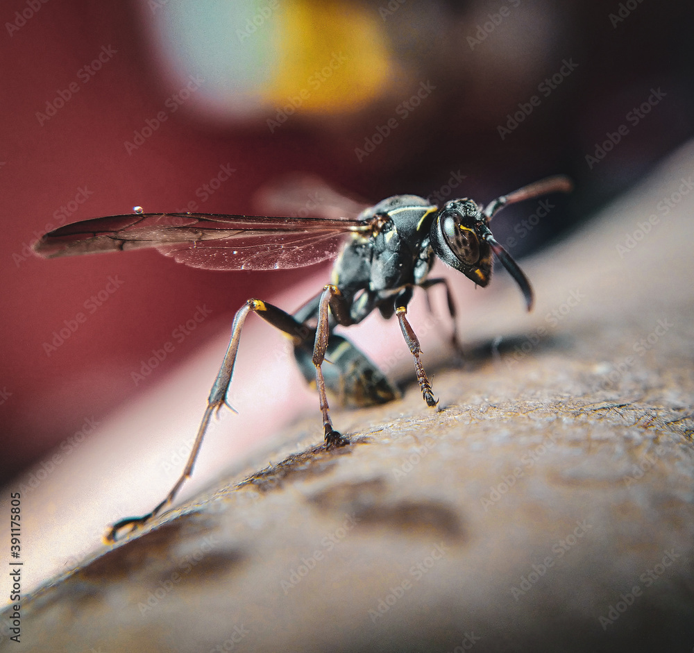 Fotografía macro de un insecto, avispa papelera Fotografía macro de un insecto, avispa papelera