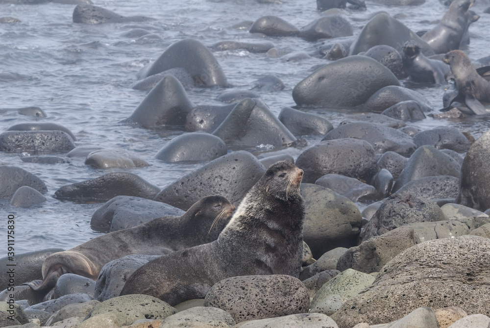 Fototapeta premium Northern Fur Seal (Callorhinus ursinus) at hauling-out in St. George Island, Pribilof Islands, Alaska, USA