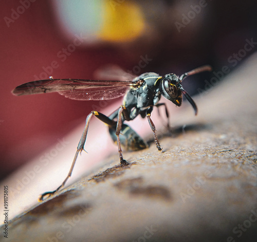 Fotografía macro de un insecto, avispa papelera © gilberto