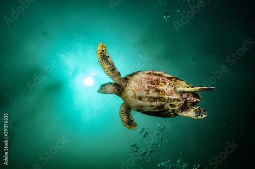 Turtle swimming to the surface with sun