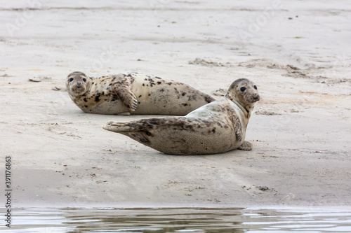 Harbor Seals (Phoca vitulina) on a sandbank in the wadden sea at the East Frisian island Juist, Germany.