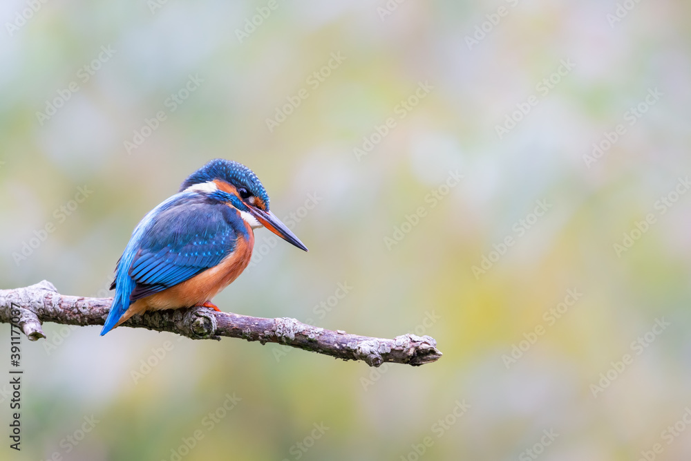 Fototapeta premium Eurasian kingfisher (Alcedo atthis) sitting on his perch in autumn.
