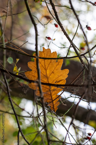 fallen oak leaf on a bush  autumn  natural background