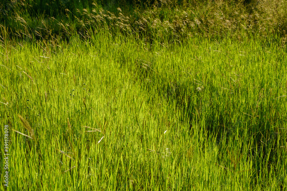 Pennisetum polystachyon on the mountain. Pennisetum polystachyon on the mountain.