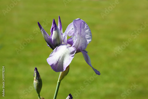 A Vinka is blurred green background in summer. The violet flower is on sunny day in the garden photo