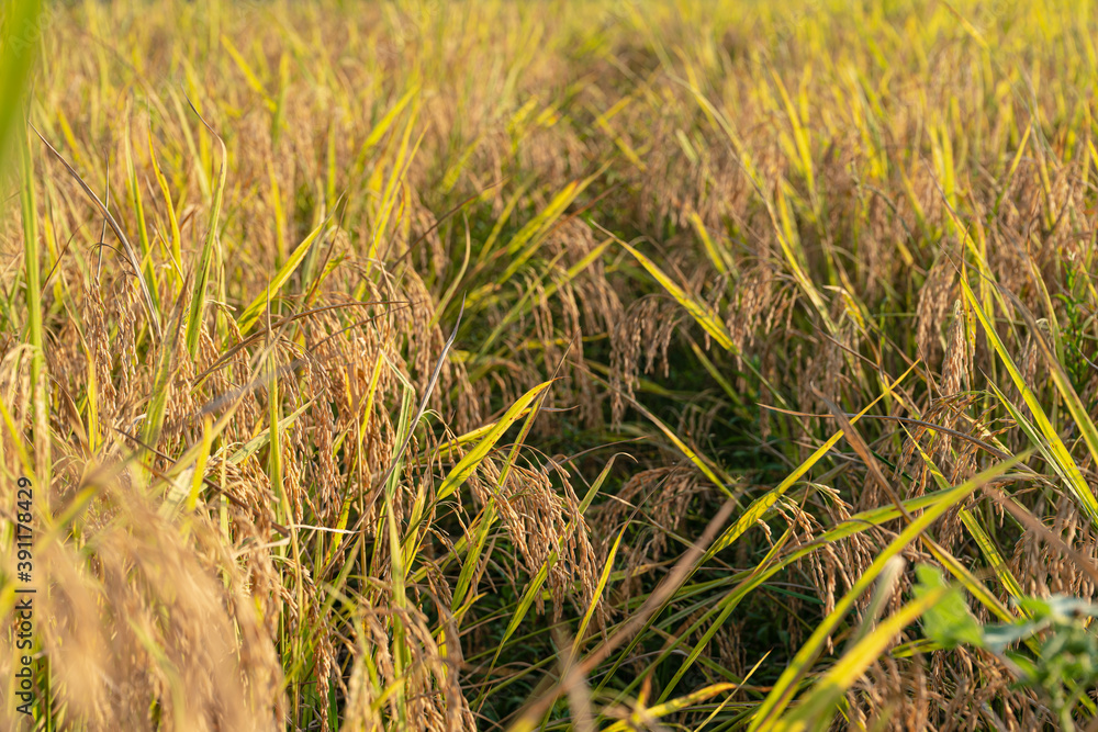 Rice in the paddy field that is ready for harvest in the evening. Rice in the paddy field that is ready for harvest in the evening.