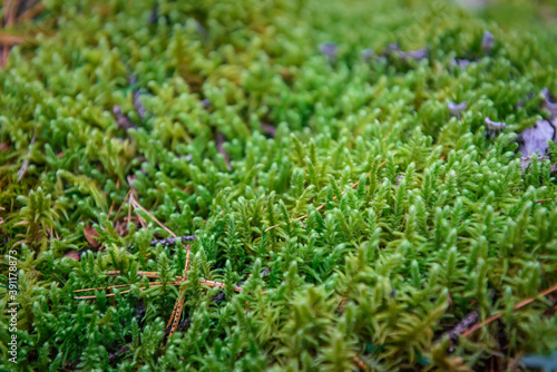 Wet green moss, close-up, selective focus. Natural plant background.