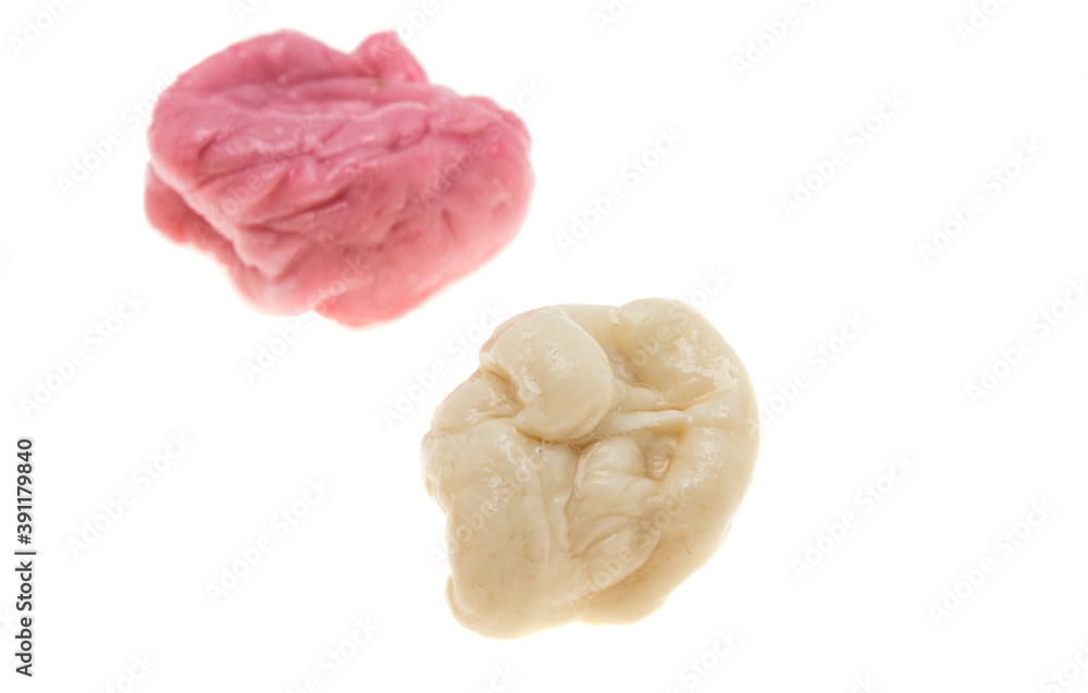 chewing gum isolated chewing gum isolated