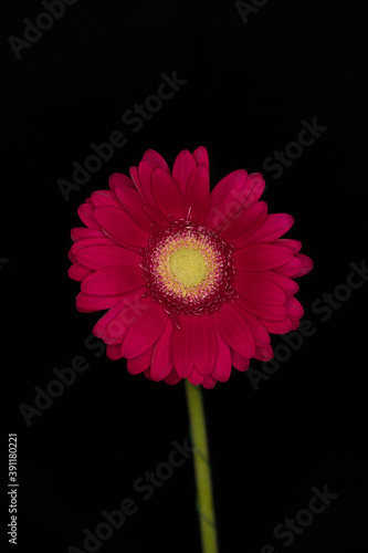 Gerbera on a black background