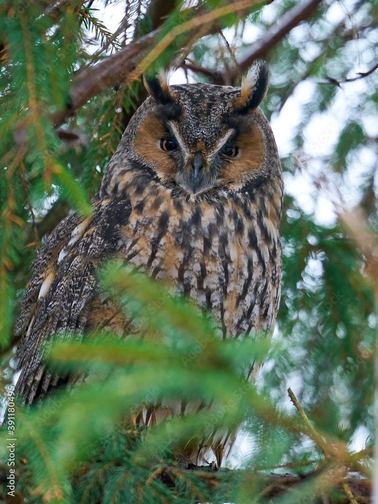 Long-eared owl (Asio otus) Long-eared owl (Asio otus)