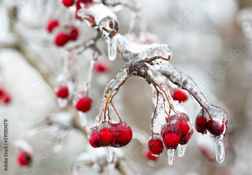 branch of red berries covered with ice on a tree