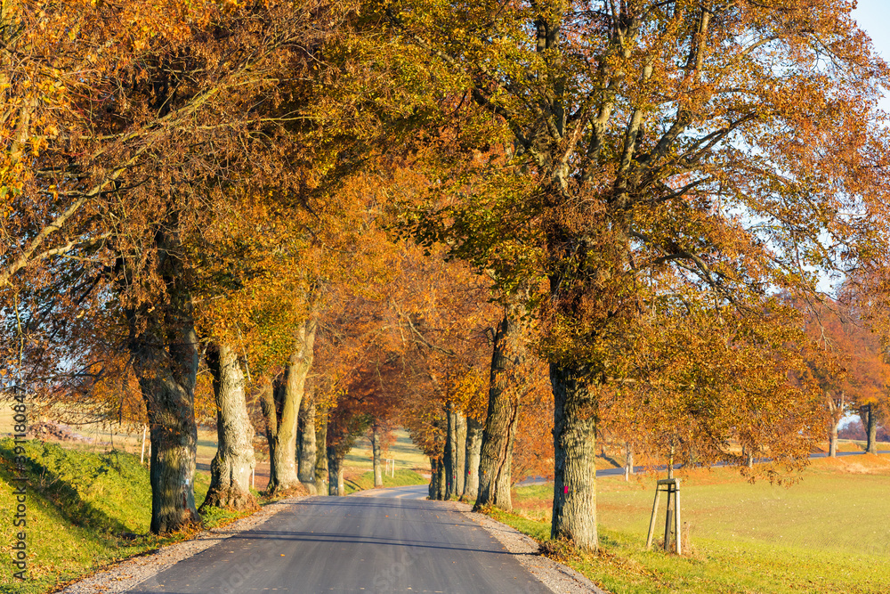 Fototapeta premium fall colored alley with colorful trees. Fall autumn season natural background