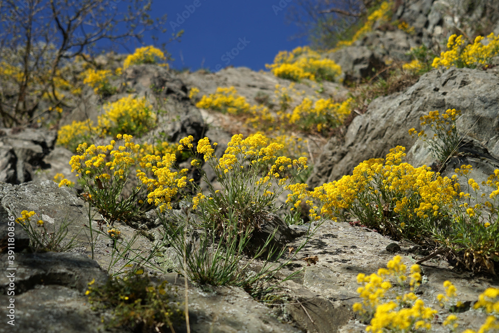Shiny yellow flowers on rock on sunny day