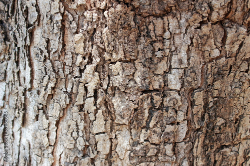 Tree bark texture