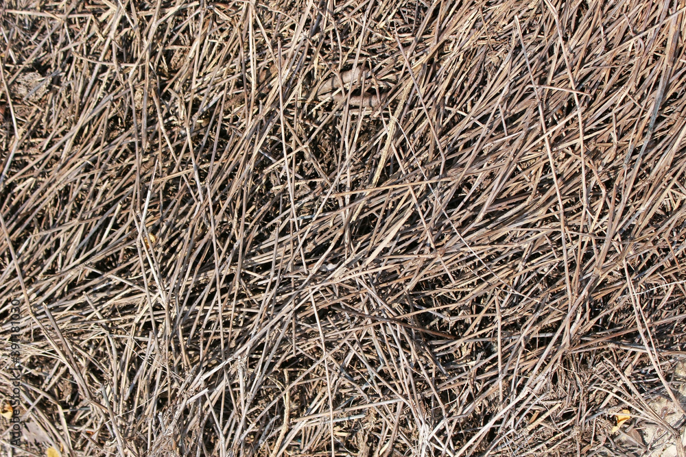 Organic criss-cross background texture formed from a bed of fine dried twigs Organic criss-cross background texture formed from a bed of fine dried twigs