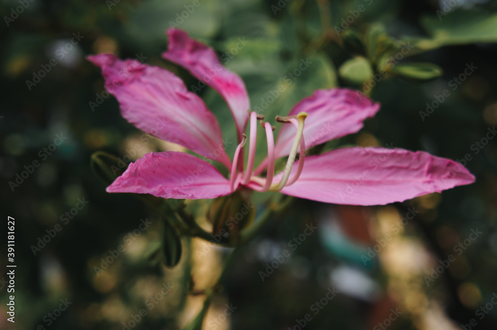 A flower or pink orchid on an orchid tree. A flower or pink orchid on an orchid tree.