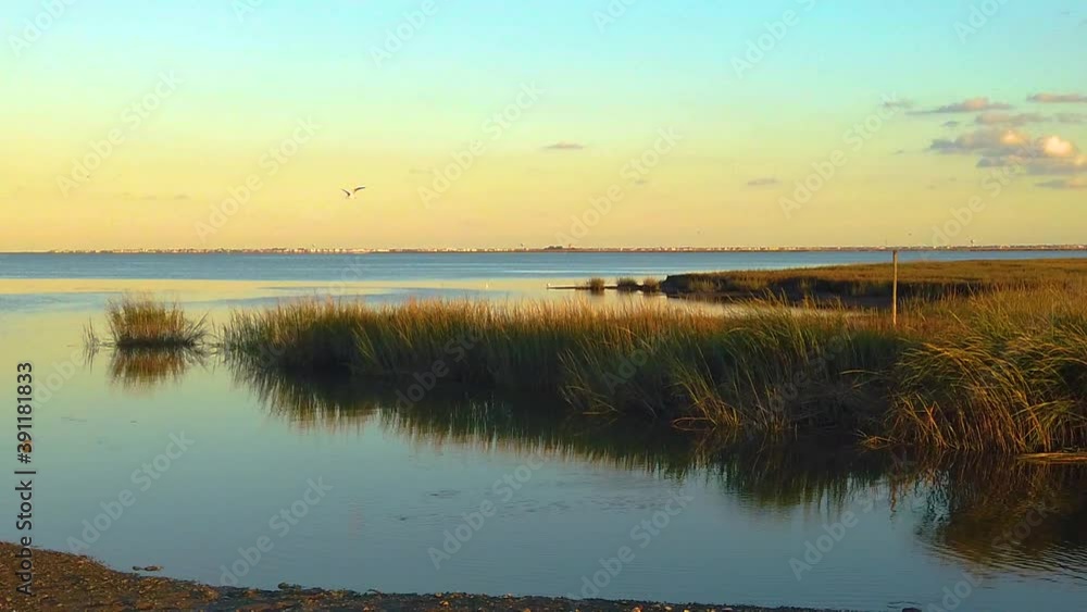 HD 120 fps bird flying out frame left over waterway with long grass with mostly clear sky near golden hour HD 120 fps bird flying out frame left over waterway with long grass with mostly clear sky near golden hour