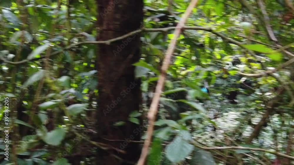 4k daytime video into the Amazon jungle of Peru near the city of Tingo Maria, following a Blue Morpho (Morpho Peleides) butterfly flying into the jungle. Truck left to right with a wide angle shot 4k daytime video into the Amazon jungle of Peru near the city of Tingo Maria, following a Blue Morpho (Morpho Peleides) butterfly flying into the jungle. Truck left to right with a wide angle shot