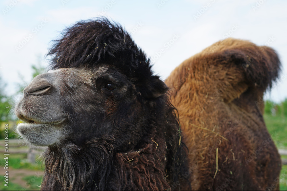 Old camel portrait, zoo enviroment
