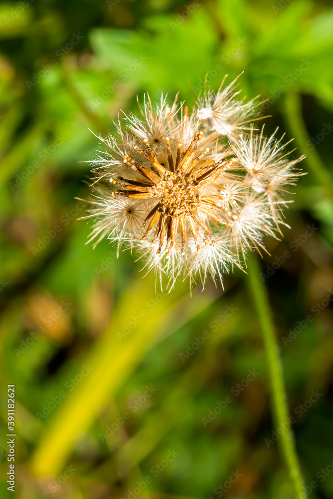 The seed of the grass ready for growth. The seed of the grass ready for growth.