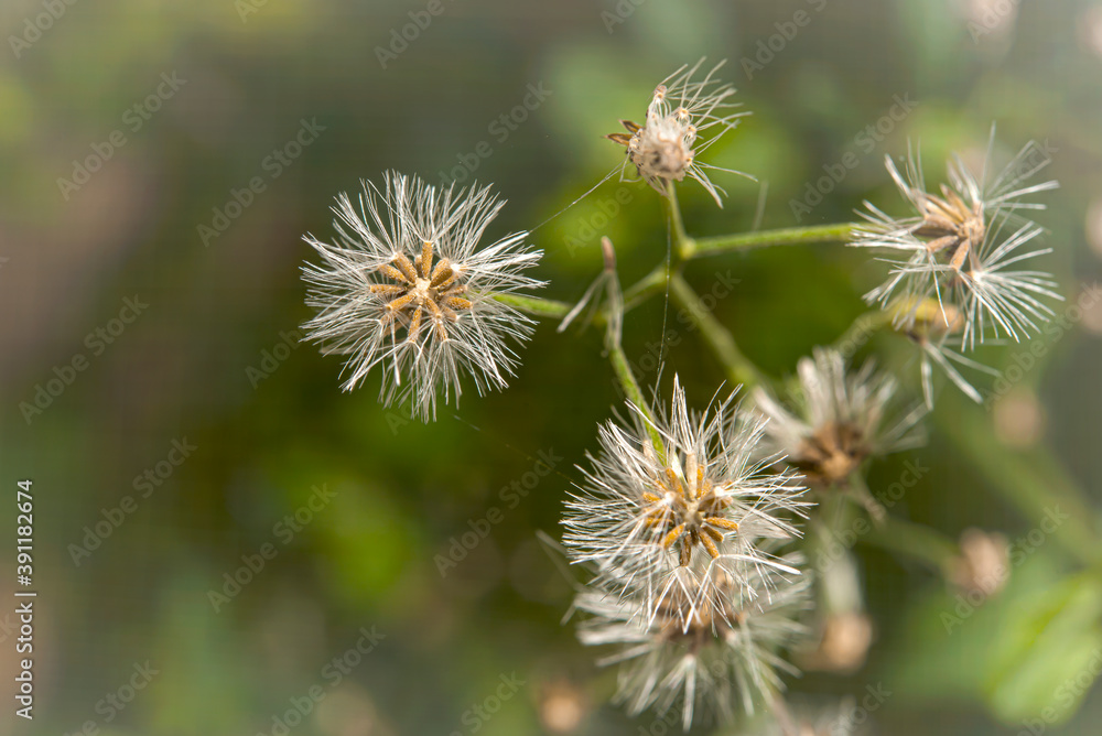 The seed of the grass ready for growth. The seed of the grass ready for growth.