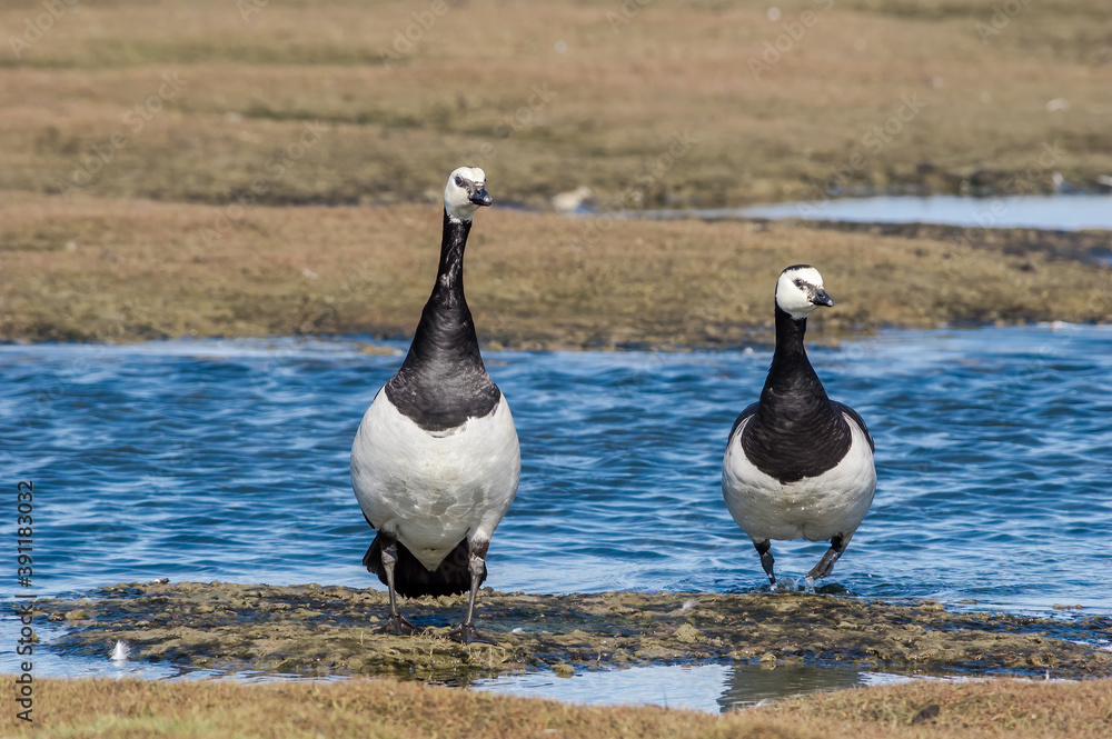 Fototapeta premium Barnacle Geese (Branta leucopsis) in Barents Sea coastal area, Russia