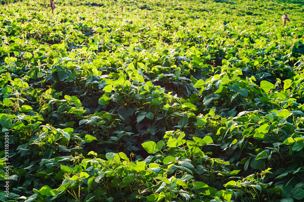 Green soybean field in sunny summer weather. Green soybean field in sunny summer weather.