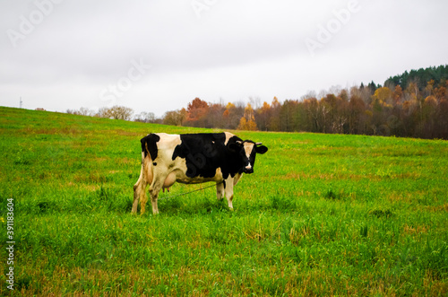 cow eats green grass