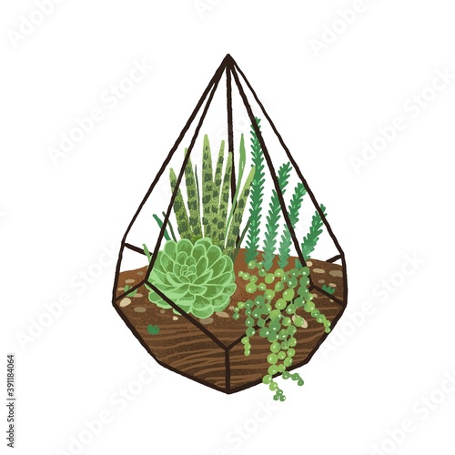 Glass geometric florarium with green succulents in modern scandinavian style....