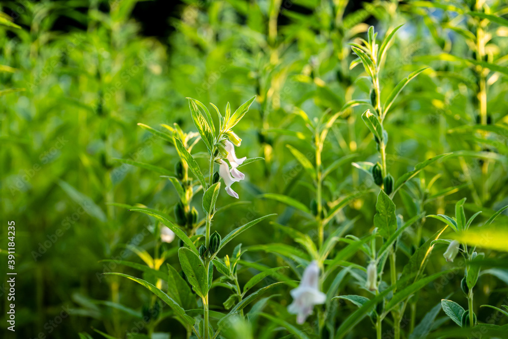Farmland in the growth of sesame on tree in sesame plants. Farmland in the growth of sesame on tree in sesame plants.